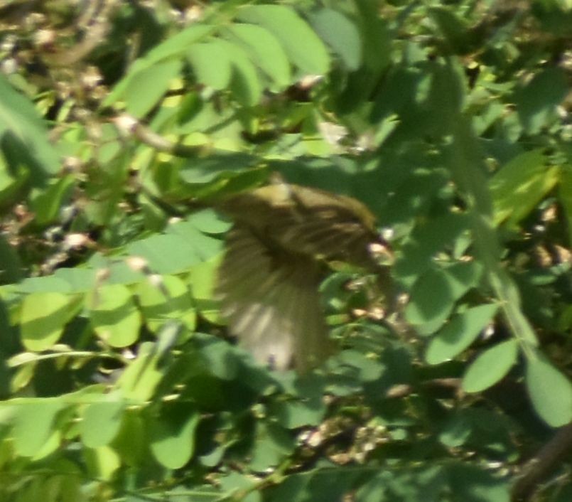 Western Flycatcher (Pacific-slope) - ML625600944