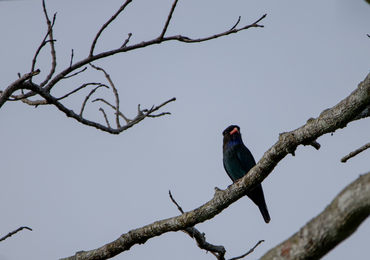 Dollarbird - ML625600978