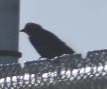 Brown-headed Cowbird - ML625601042