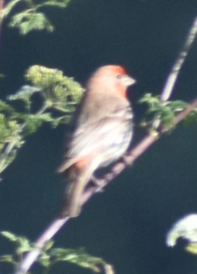 House Finch - ML625601048