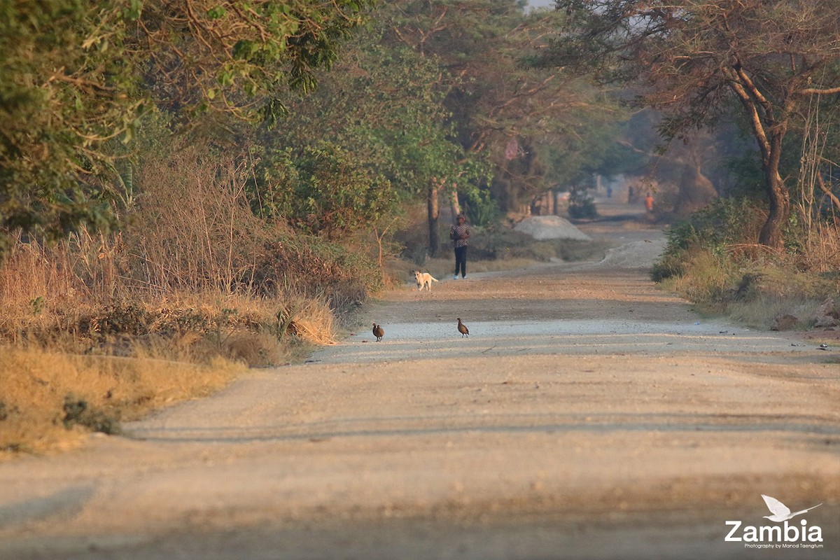 Swainson's Spurfowl - Manod Taengtum