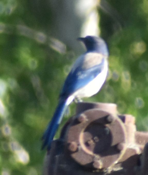 California Scrub-Jay - ML625601053