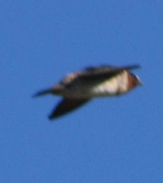 Cliff Swallow - ML625601056