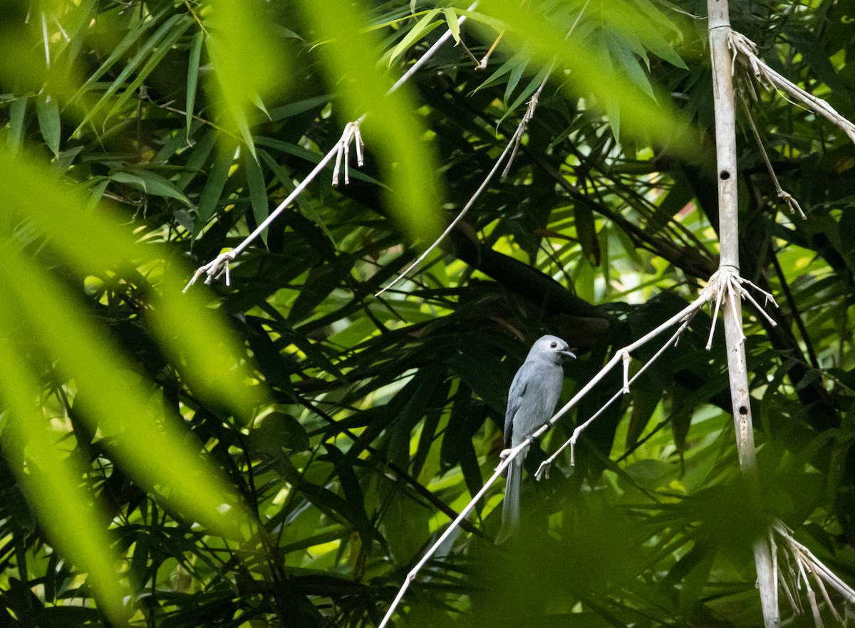 Ashy Drongo - ML625601064