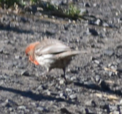 House Finch - ML625601067