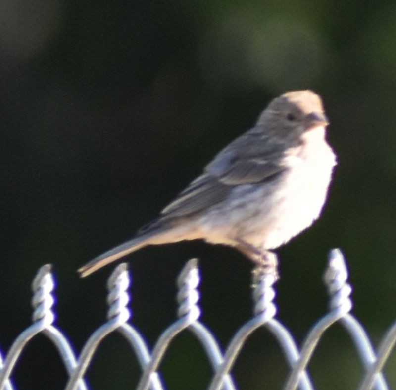 House Finch - ML625601068