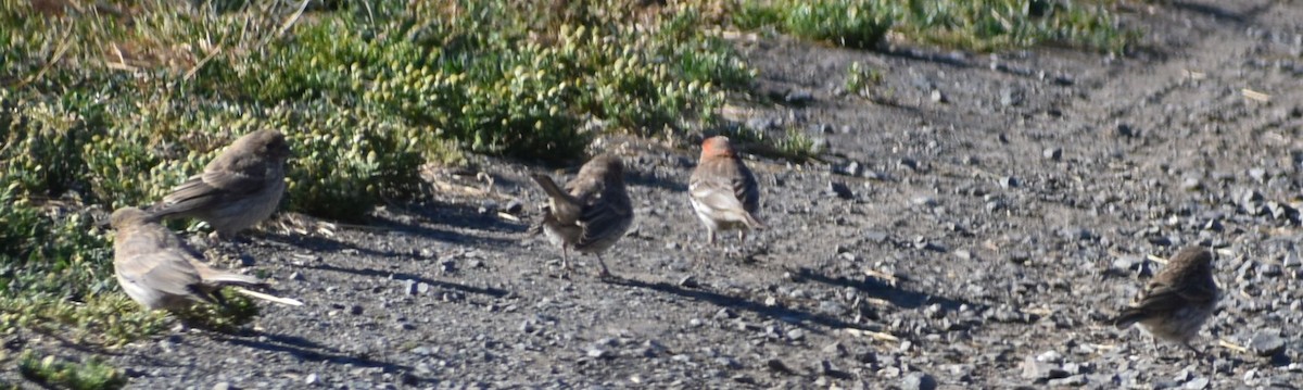 House Finch - ML625601069