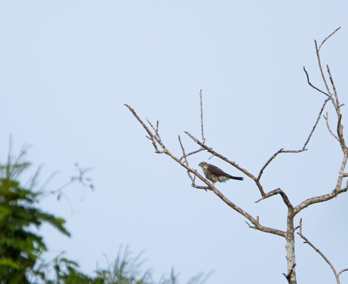 Shikra - ML625601070