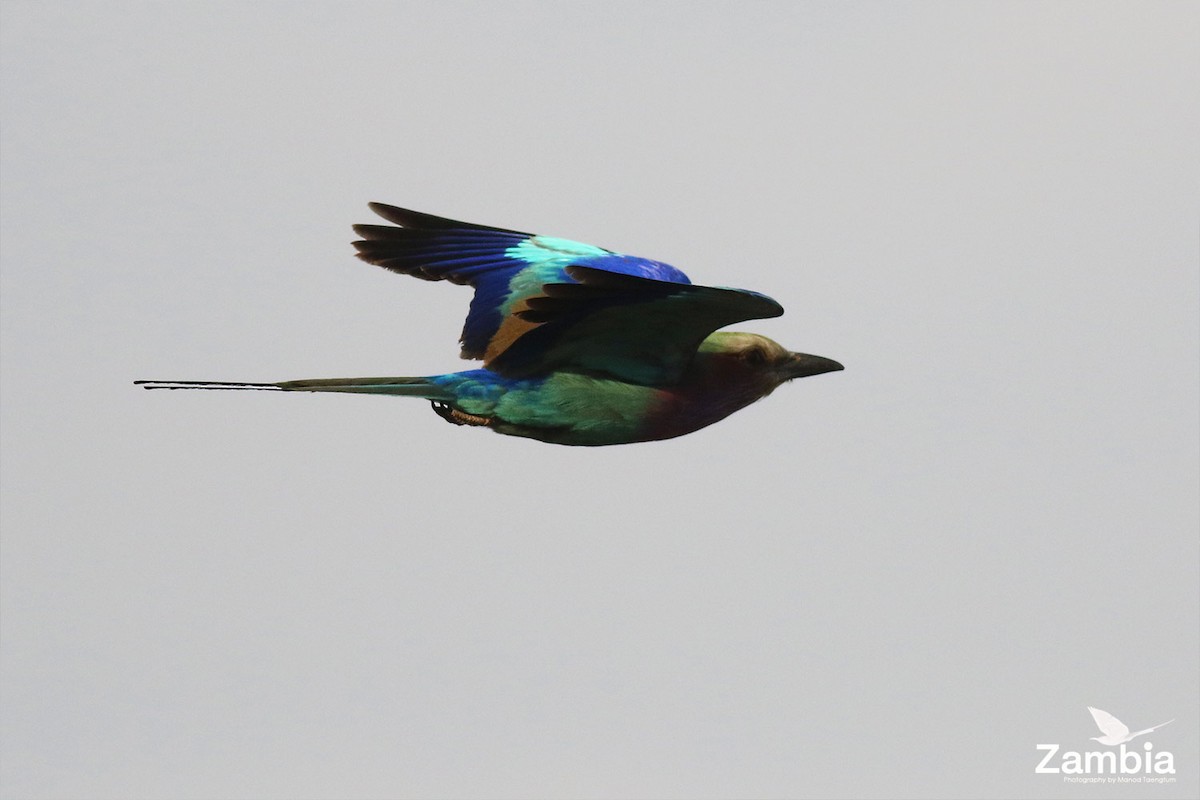 Lilac-breasted Roller - Manod Taengtum