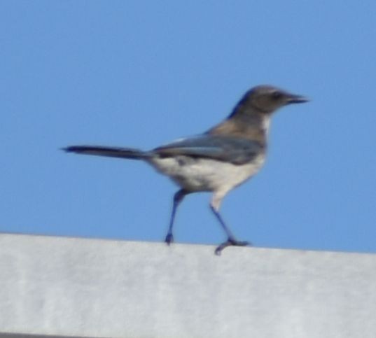 California Scrub-Jay - ML625601089