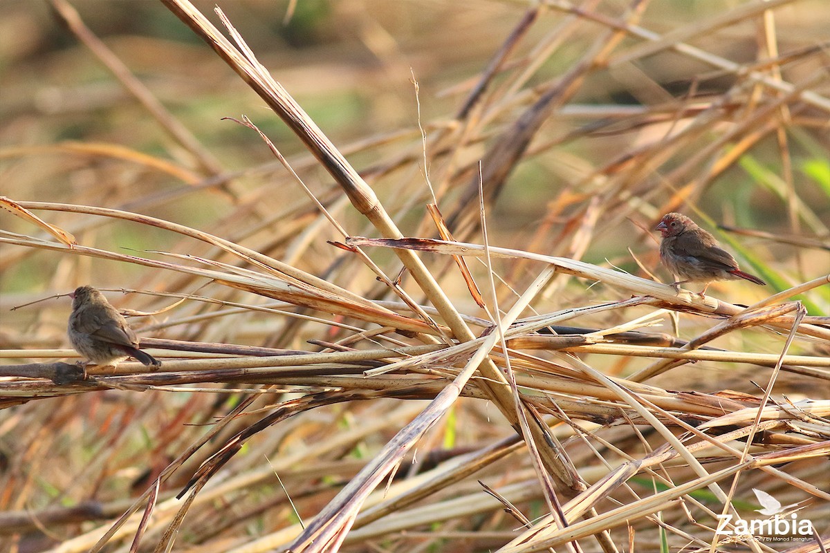 Red-billed Firefinch - Manod Taengtum