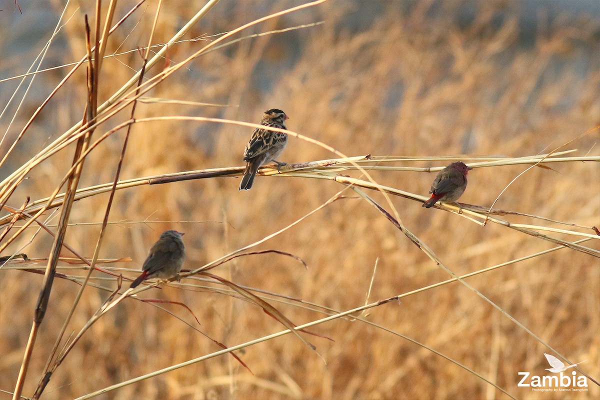 Pin-tailed Whydah - Manod Taengtum