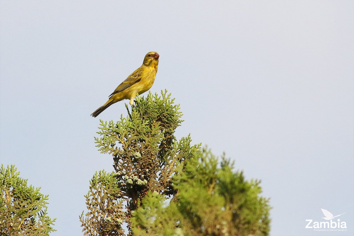 Brimstone Canary - Manod Taengtum