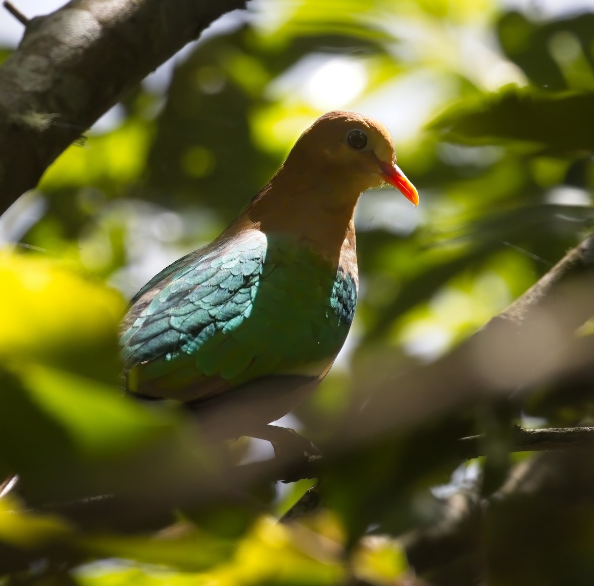 Palomita Esmeralda Cabeciparda - ML625601124