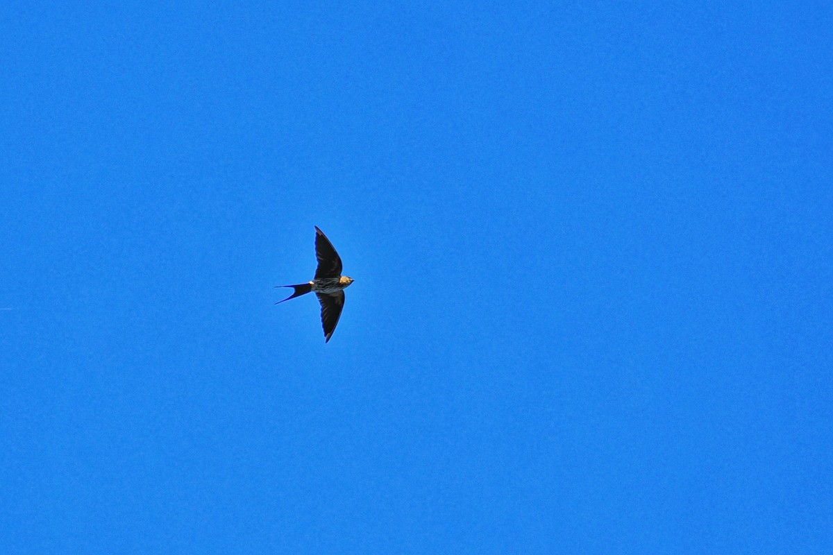 Eastern Red-rumped Swallow (Striated) - ML625601139