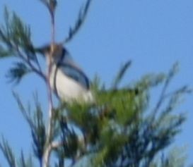 California Scrub-Jay - ML625601150