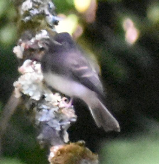Black Phoebe - ML625601151