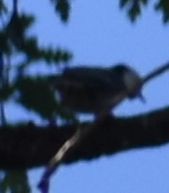 White-breasted Nuthatch - ML625601175