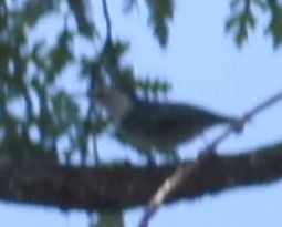 White-breasted Nuthatch - ML625601176