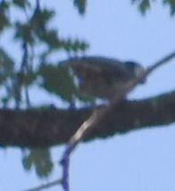 White-breasted Nuthatch - ML625601177