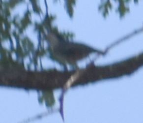 White-breasted Nuthatch - ML625601178