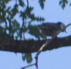 White-breasted Nuthatch - ML625601179