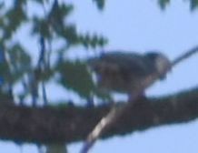 White-breasted Nuthatch - ML625601180