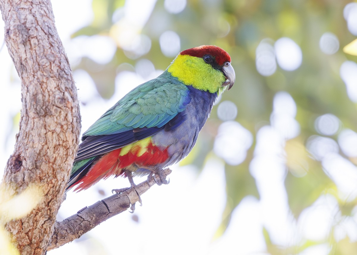 Red-capped Parrot - ML625601229