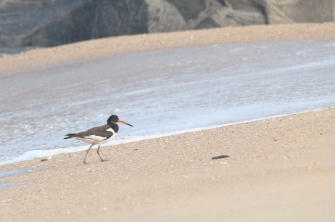 Eurasian Oystercatcher - ML625601265