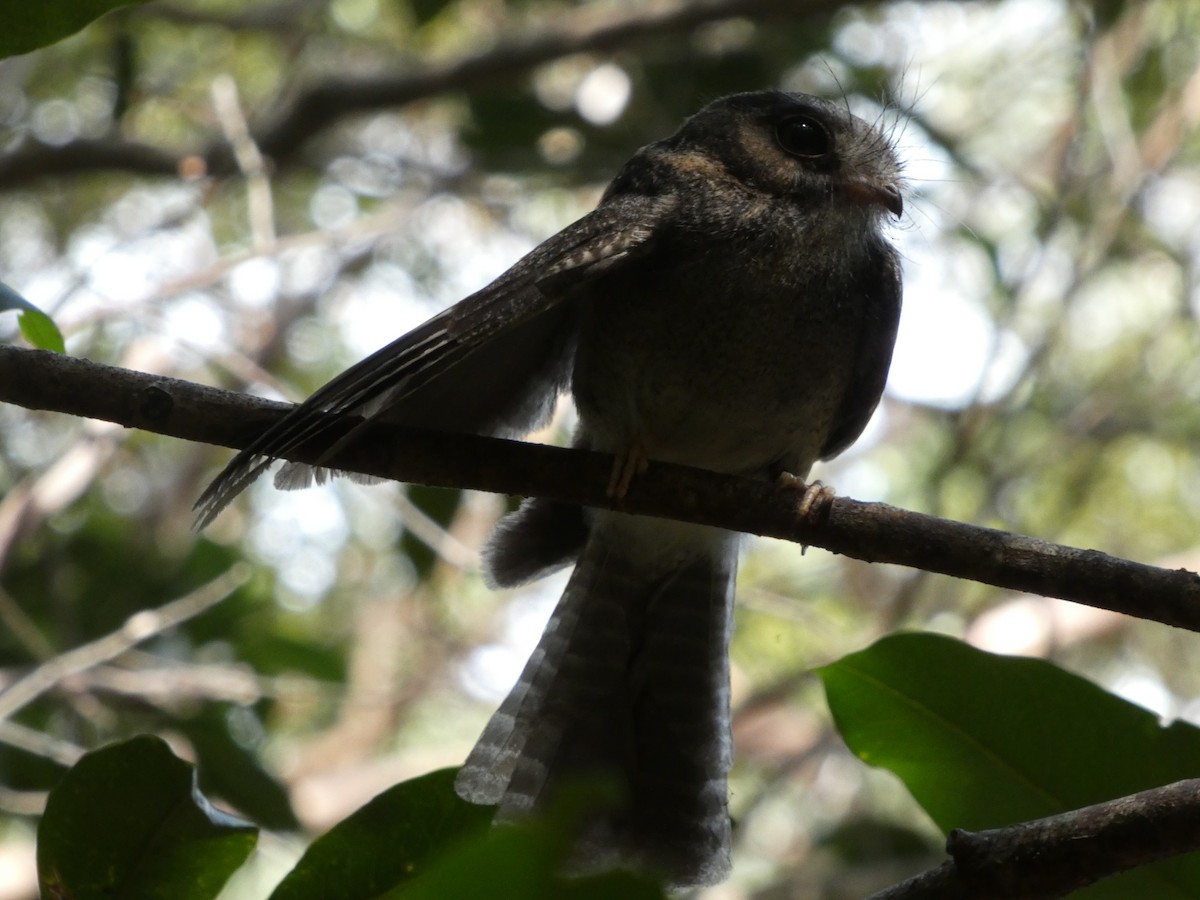 Australian Owlet-nightjar - Blake Wilmen