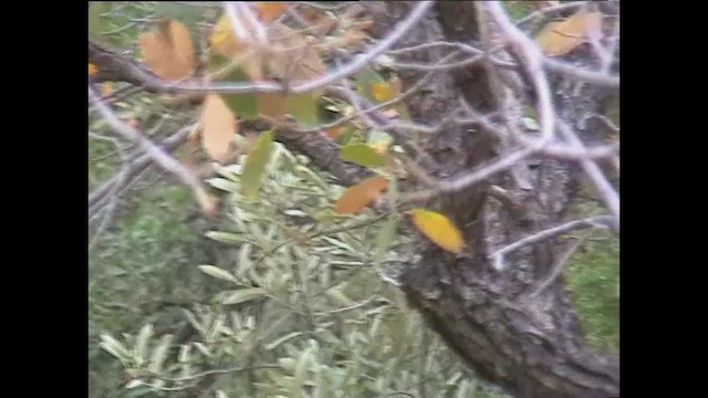 Painted Redstart - ML625601304