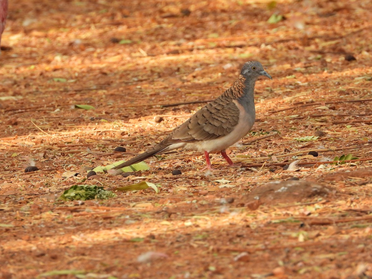 Bar-shouldered Dove - ML625601309