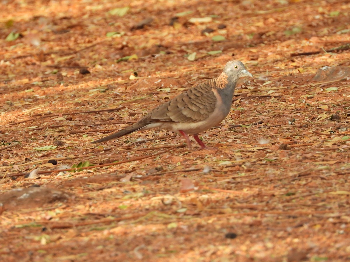 Bar-shouldered Dove - ML625601311