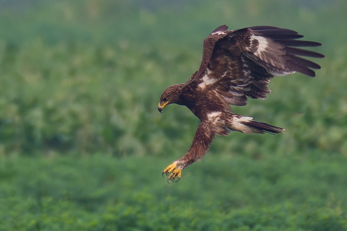 Águila Moteada - ML625601329