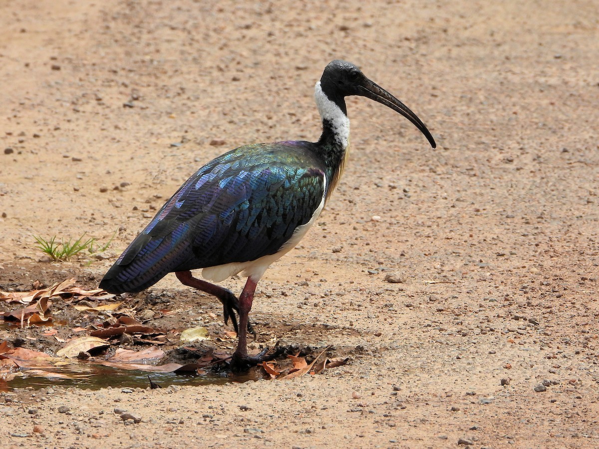 Straw-necked Ibis - ML625601514