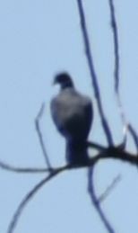 Band-tailed Pigeon - ML625601548