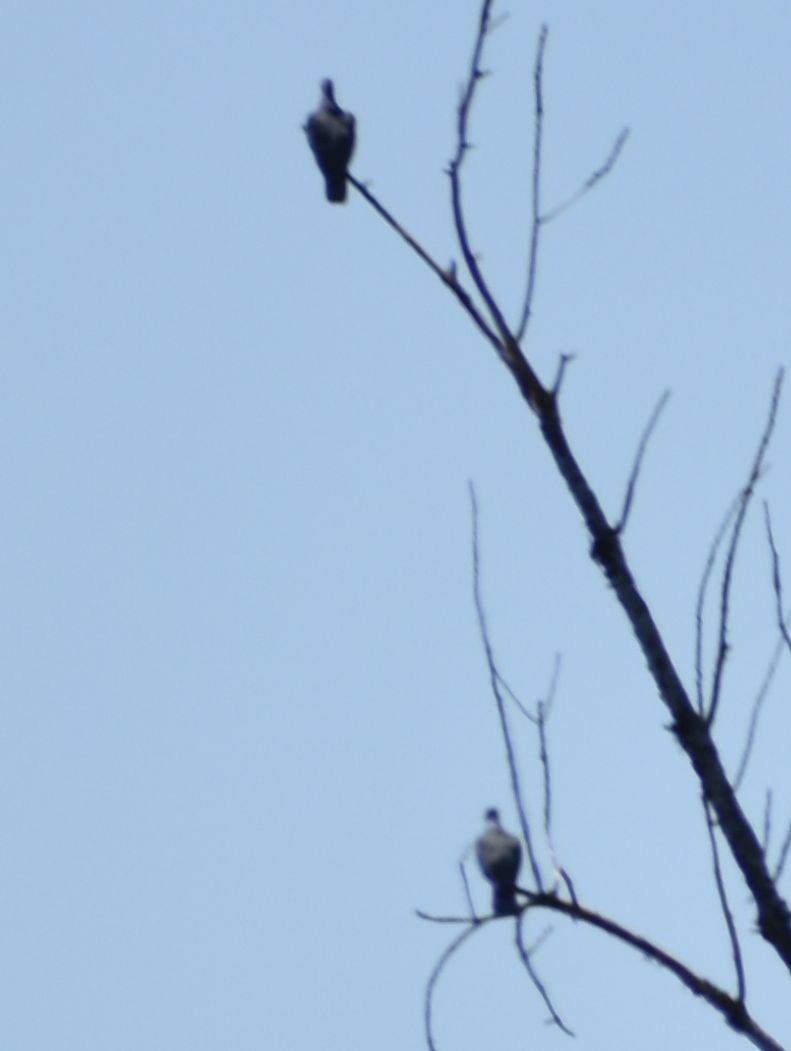 Band-tailed Pigeon - ML625601549