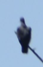 Band-tailed Pigeon - ML625601550