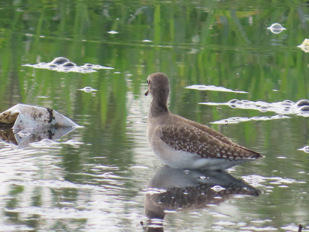 Green Sandpiper - ML625601587