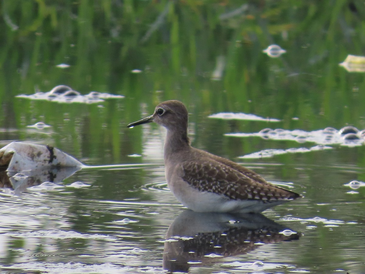 Green Sandpiper - ML625601588