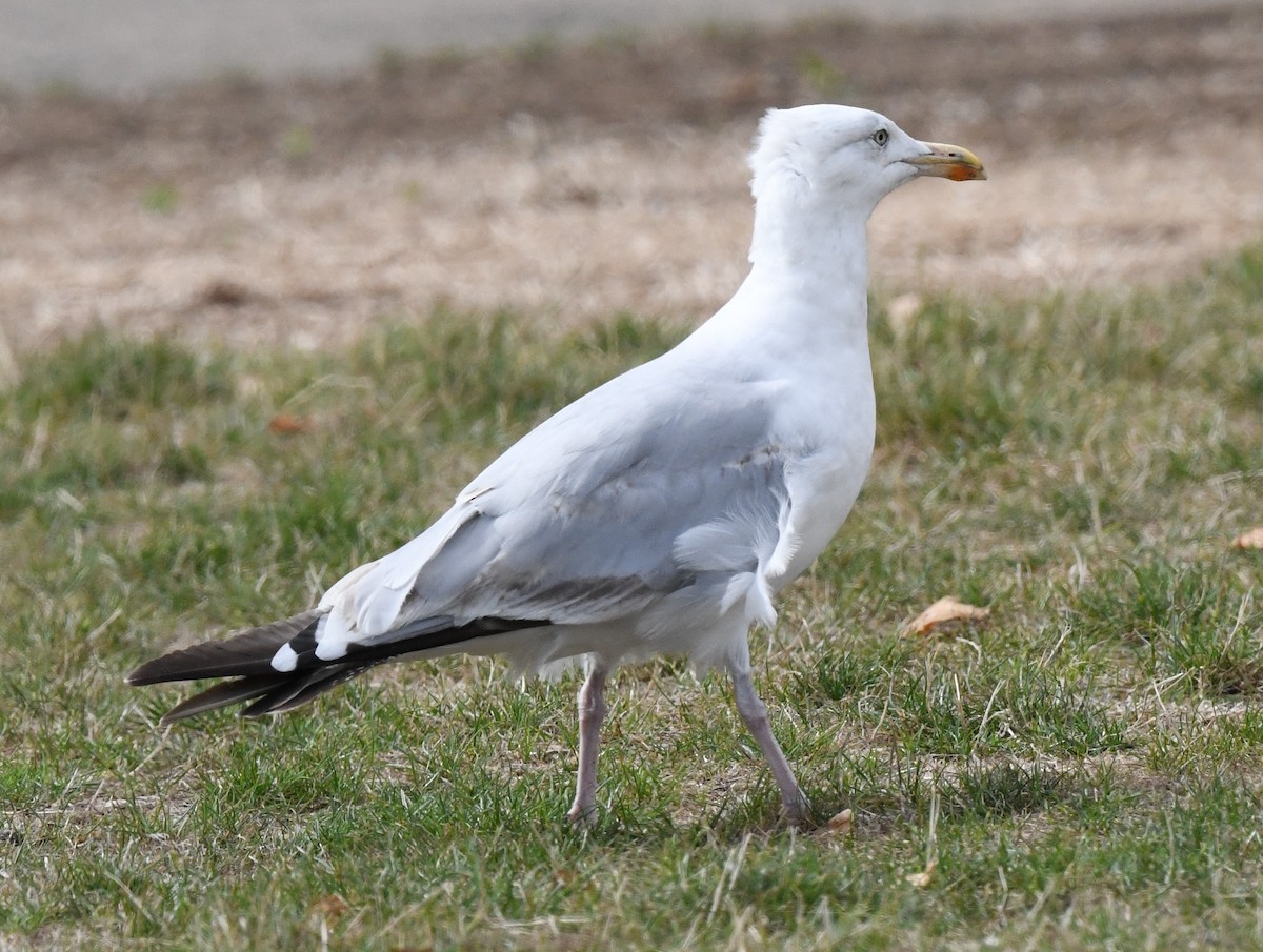 European Herring Gull - ML625601598