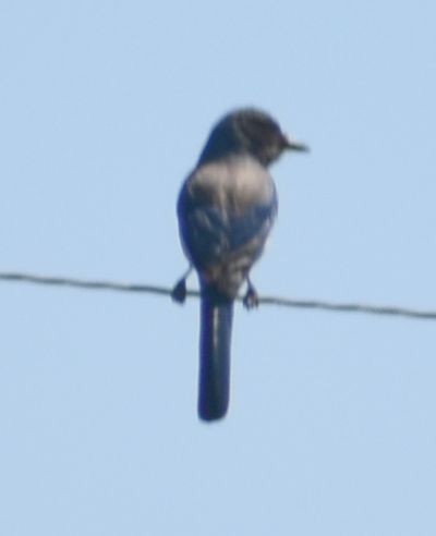 California Scrub-Jay - ML625601620