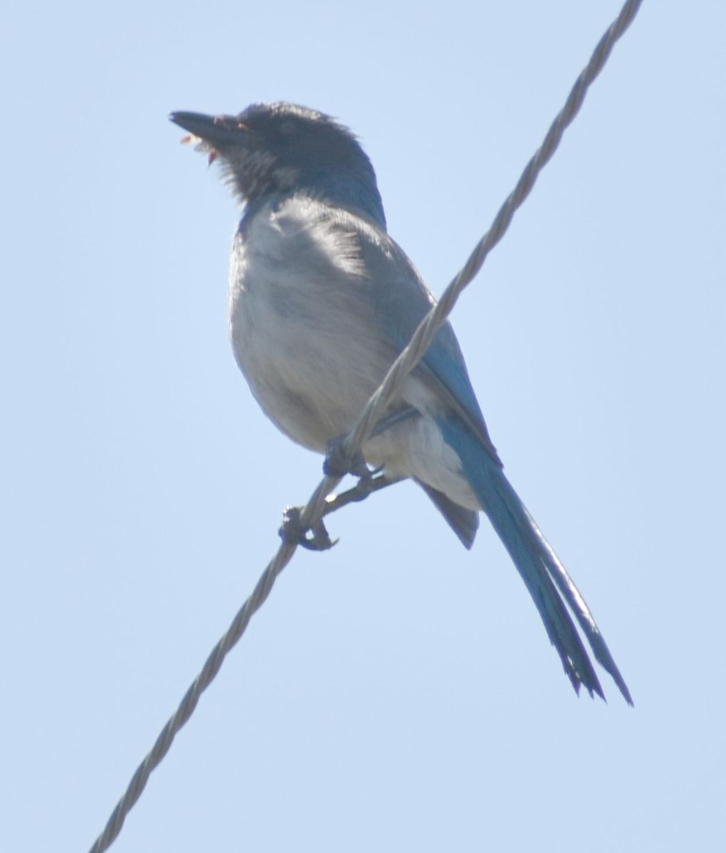 California Scrub-Jay - ML625601621