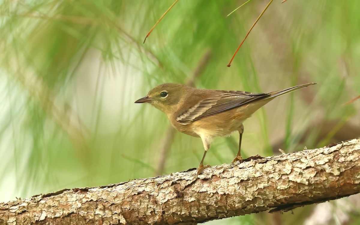 Pine Warbler - Thomas Smith