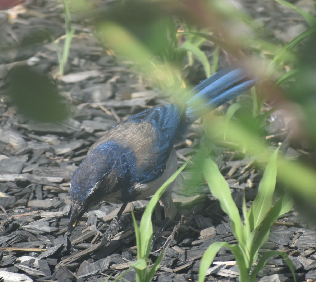 California Scrub-Jay - ML625601711