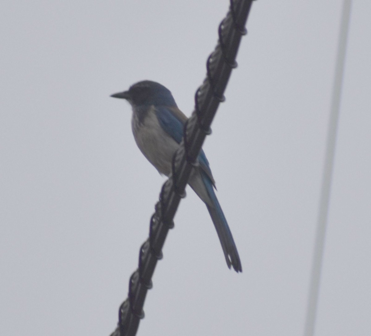 California Scrub-Jay - ML625601766