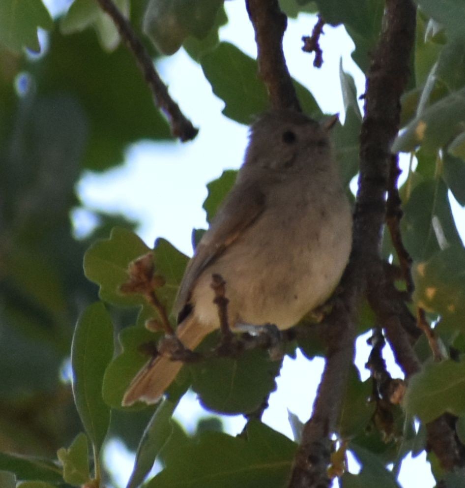 Oak Titmouse - ML625601828