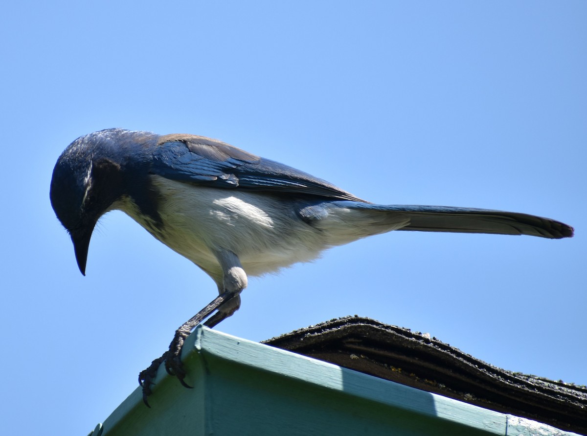 California Scrub-Jay - ML625601893