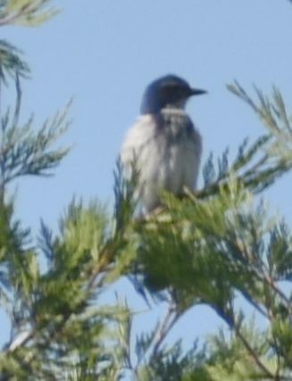 California Scrub-Jay - ML625601900