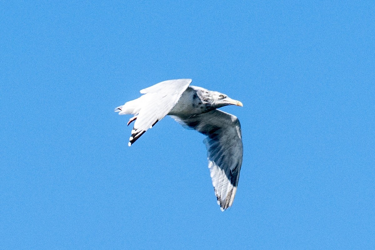 American Herring Gull - ML625601935